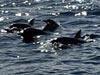 Nager avec les Dauphins avec The Pearl