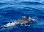 Dauphins