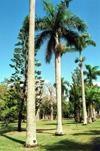 Jardin Pamplemousse