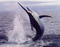 Marlin