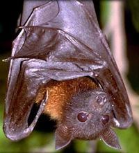 Les chauves-souris g&eacute;antes de la Rivi&egrave;re Noire
