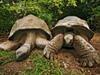 Tortues
