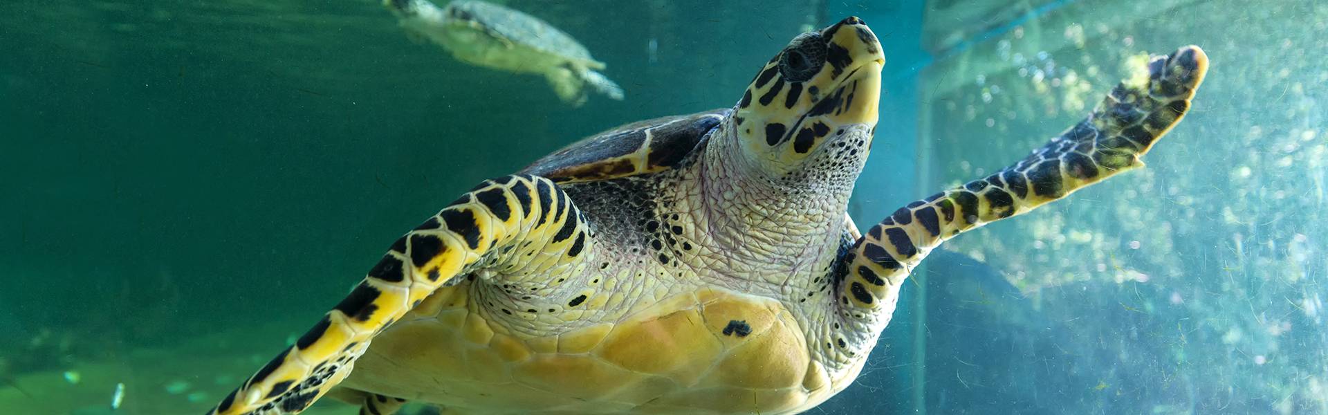 Aquarium de I'île Maurice