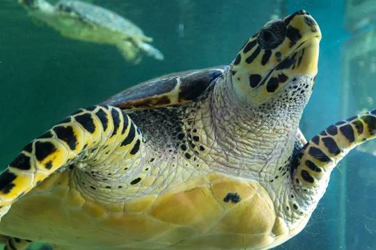 Aquarium de I'île Maurice