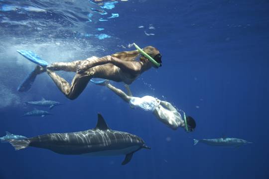 Nager avec les Dauphins