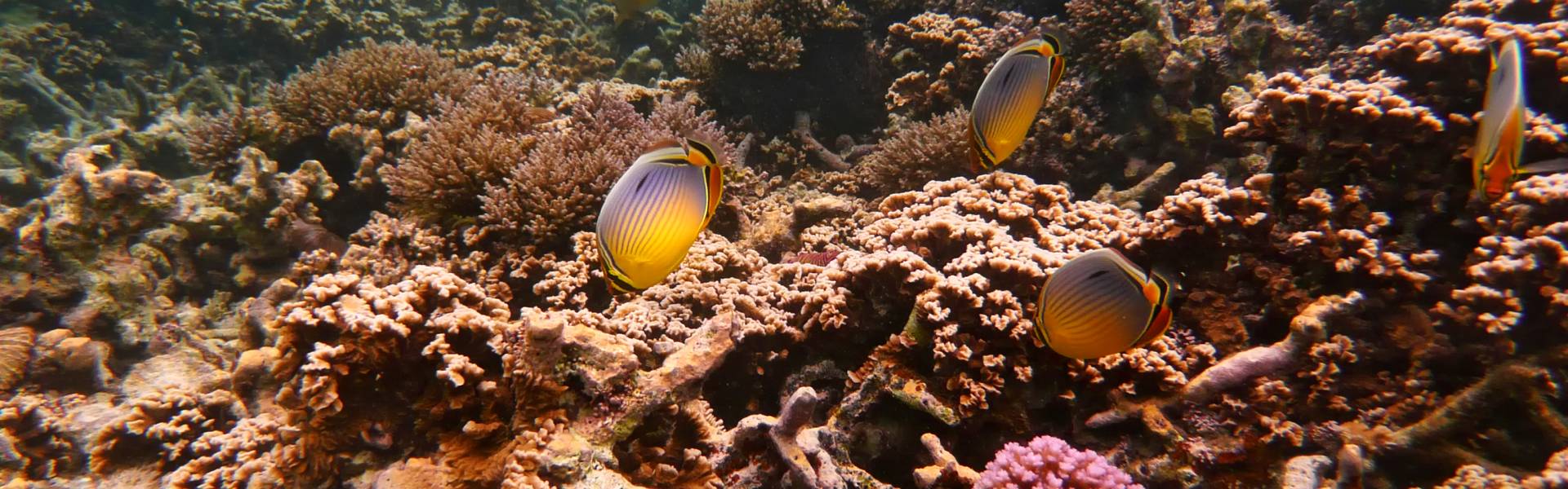 Quels sont les meilleurs spots de snorkeling de l'île Maurice ?