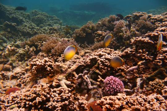 Quels sont les meilleurs spots de snorkeling de l'île Maurice ?