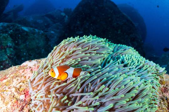 La splendide vie sous-marine de Tamassa