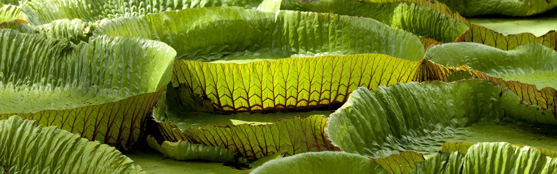 Voyage dans le jardin merveilleux des épices