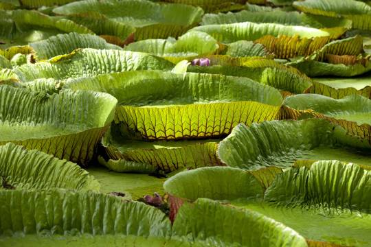 Le jardin de Pamplemousse