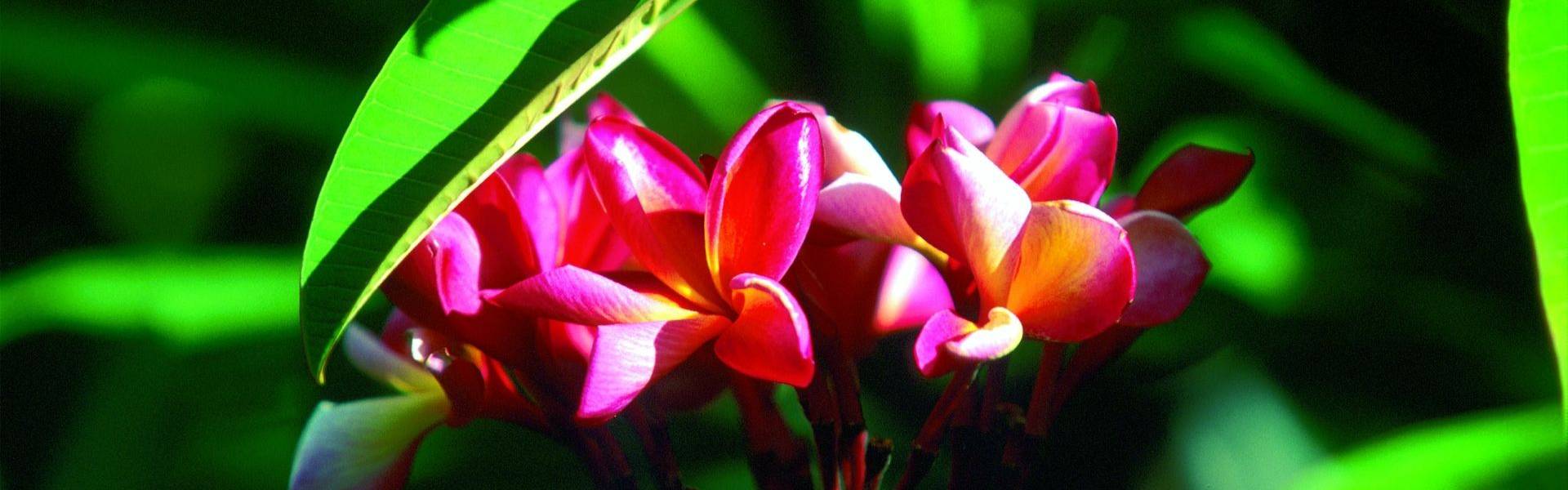 Faune et flore de l'île Maurice