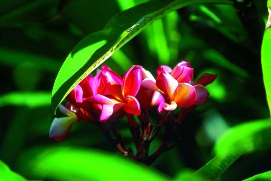 Faune et flore de l'île Maurice