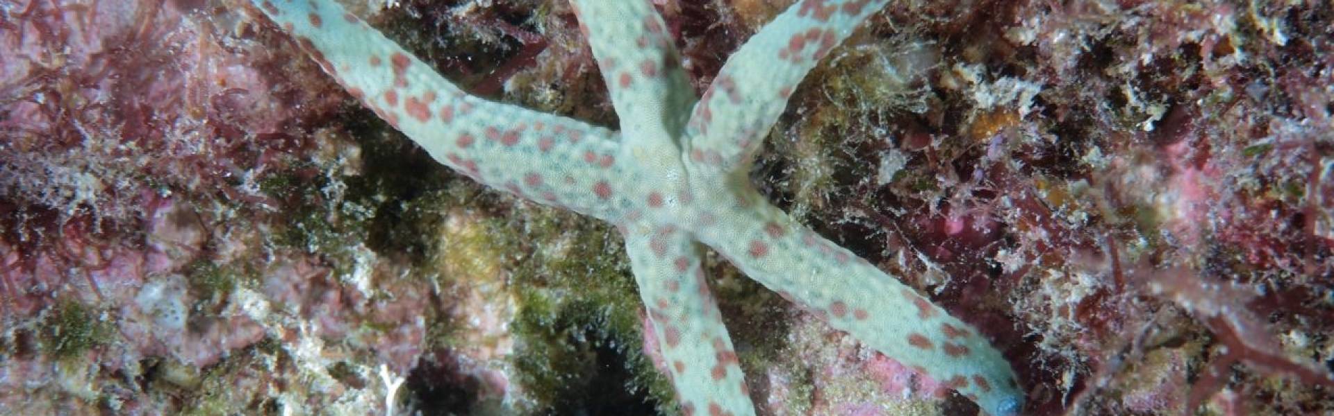 Rodrigues : le Cotton Bay et ses activités