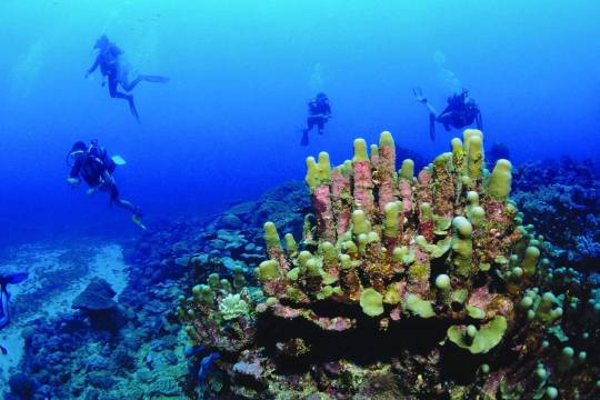 La plongée à Rodrigues