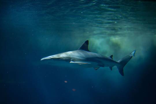 La Fosse aux Requins