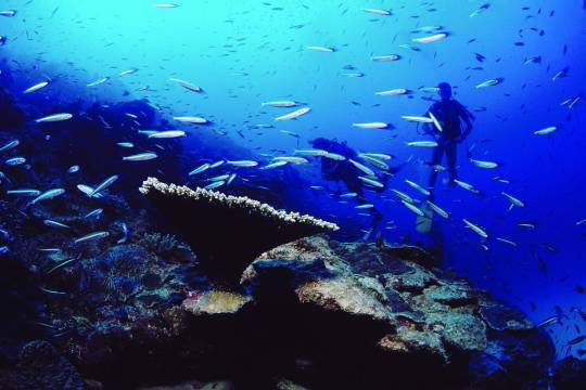 Les clubs de plongée de Rodrigues