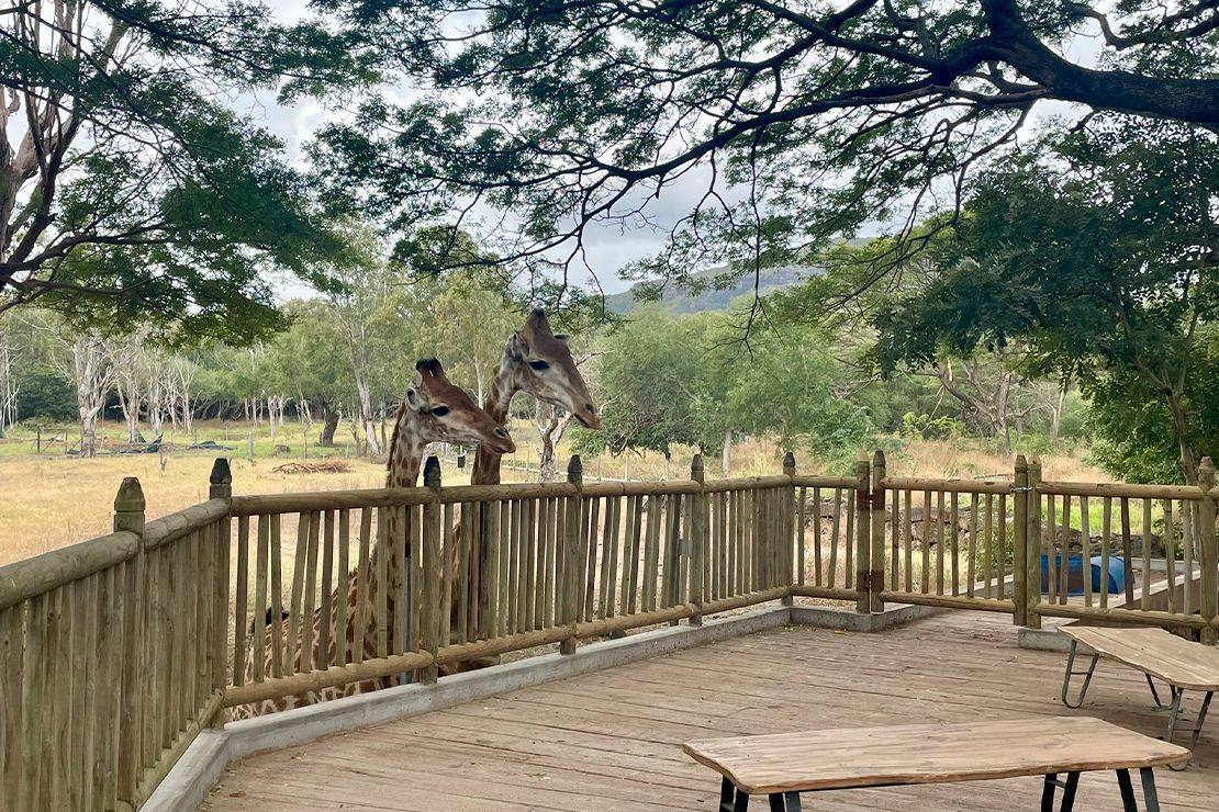 casela park girafes