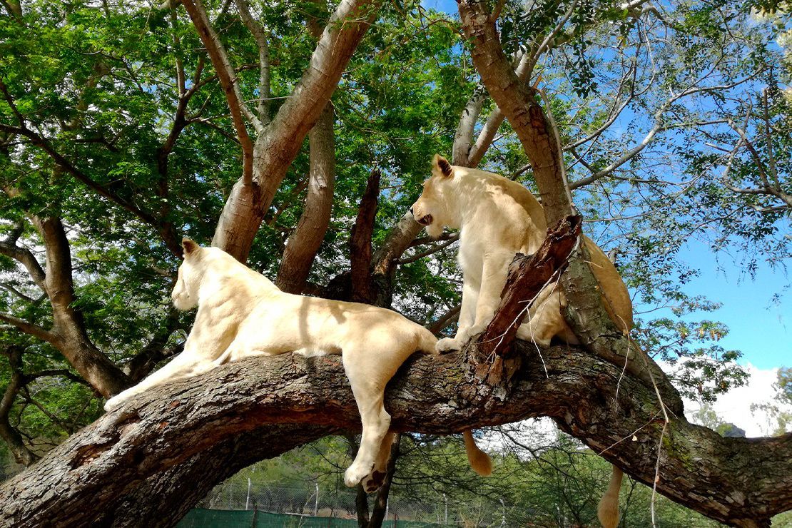 casela park lions