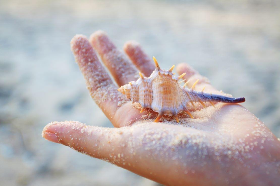 coquillage bel ombre ile maurice