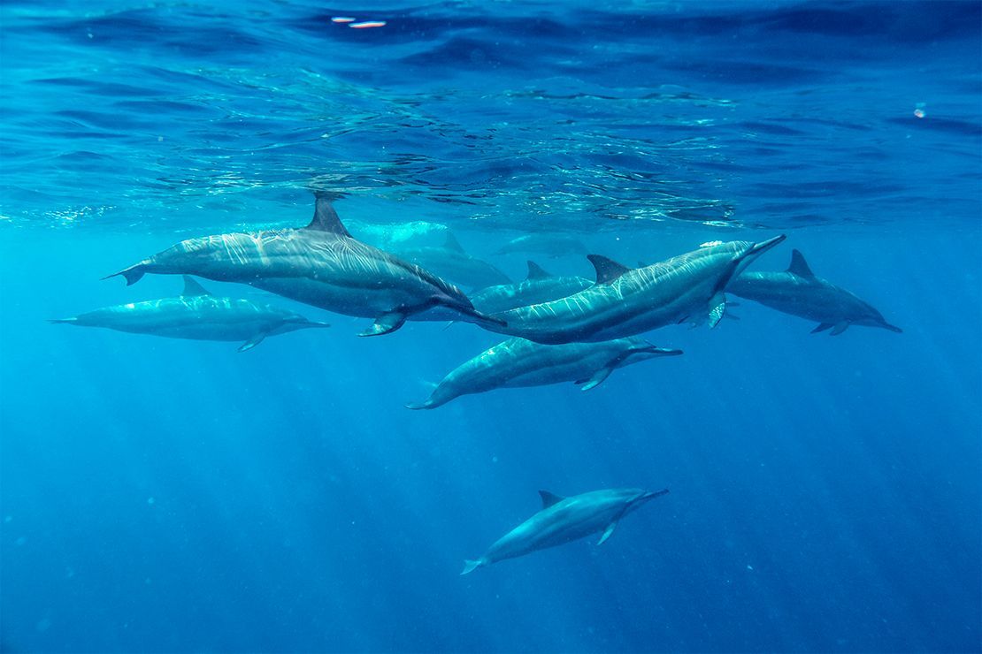 dauphins cote ouest