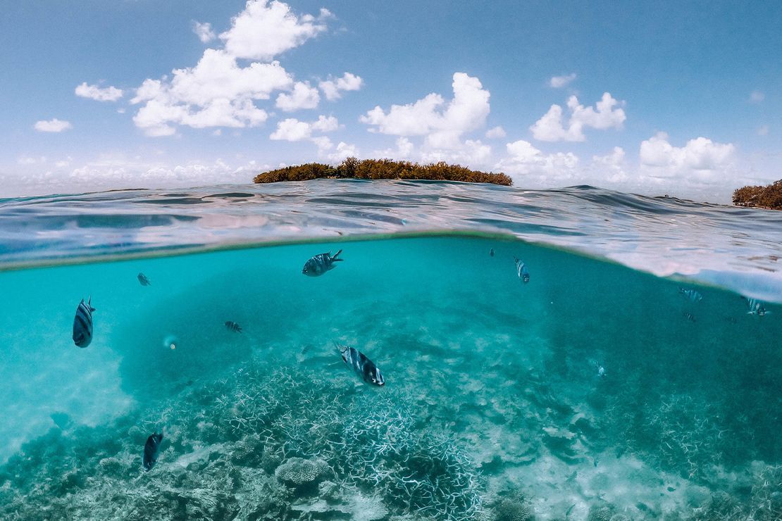 ile des deux cocos aquarium
