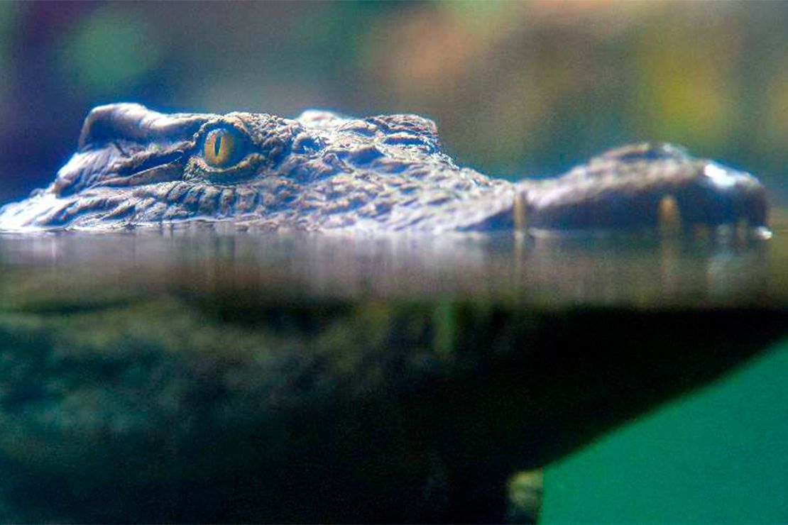vanille nature park crocodile