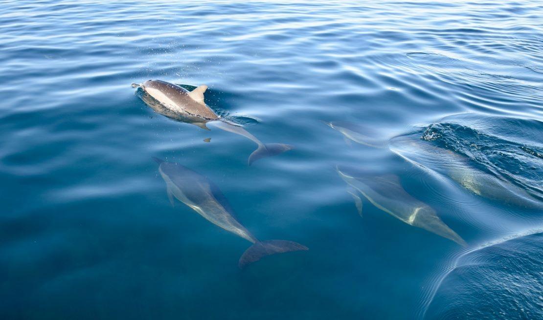 dauphins experiences ile maurice