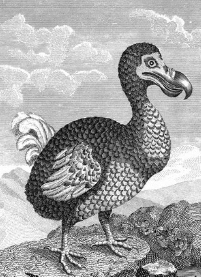 illustration dodo