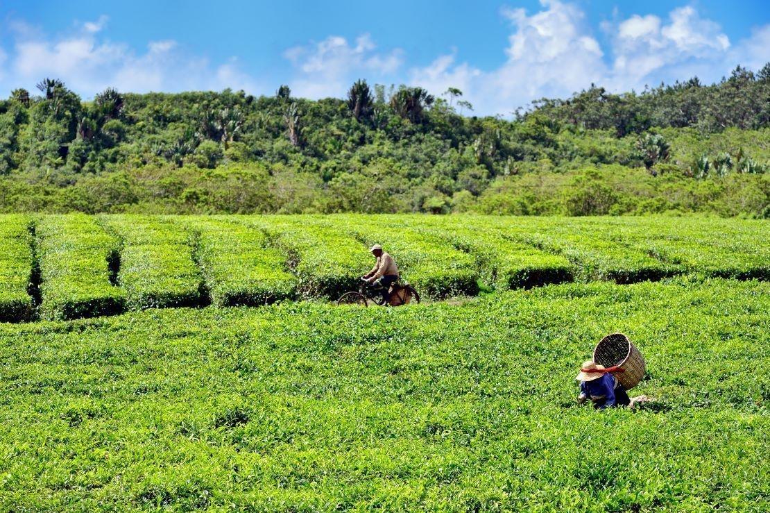 plantation the bois cheri route du the