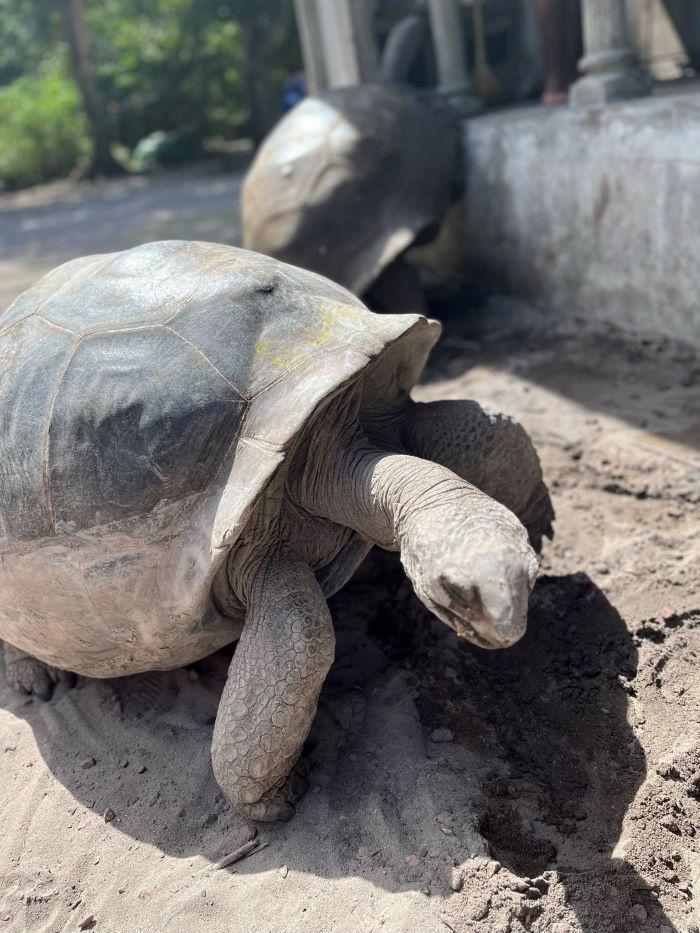 tortues chamarel