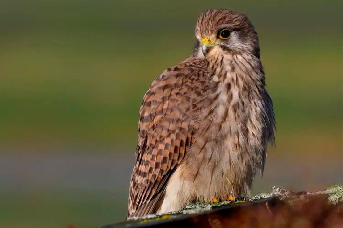 faune crecerelle maurice