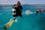 Le cotton Dive