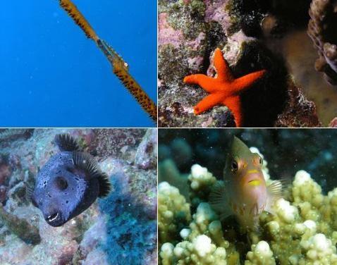 La Faune sous marine à Rodrigues