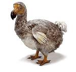 Le musée du Dodo