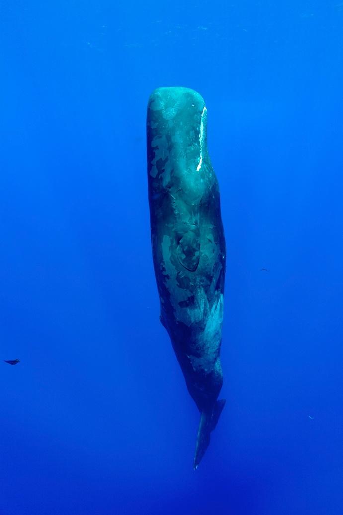 Cachalot sous l'eau