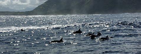 Nager avec les Dauphins avec The Pearl