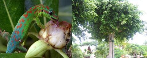 Gecko