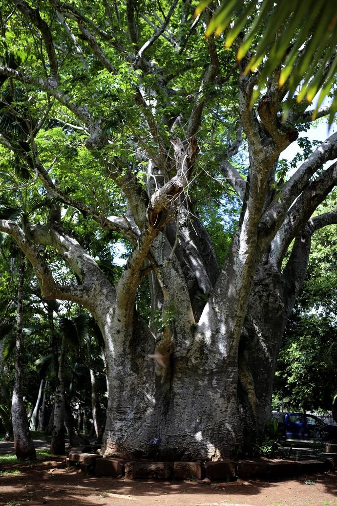 Baobab