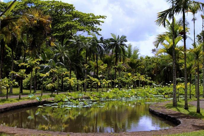 jardin-des-pamplemousses-ile-maurice