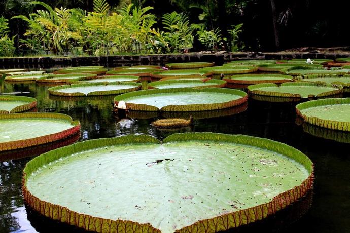 jardin de pamplemousses