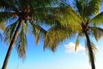  Développement durable à l'île Maurice
