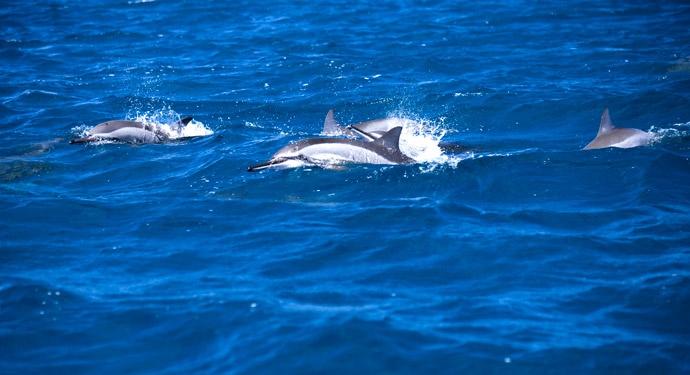 observation des dauphins