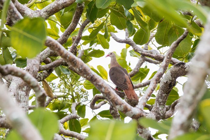 observation des oiseaux