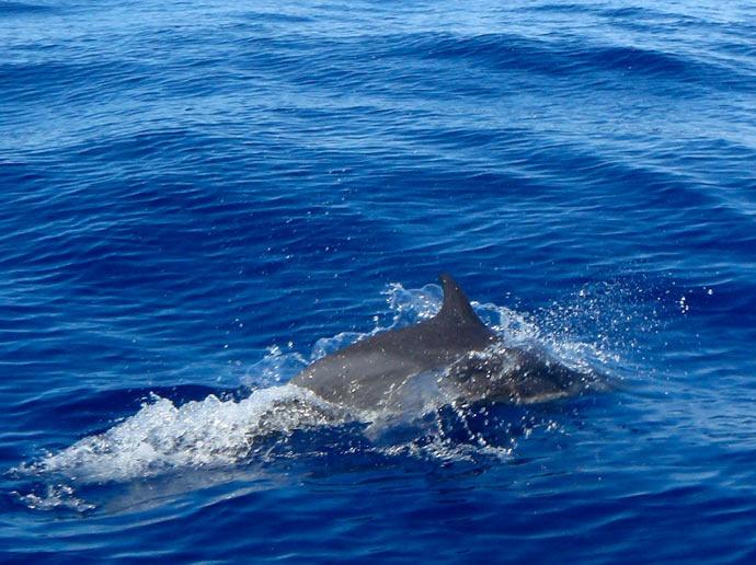 Nager avec des Dauphins à Maurice