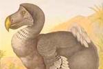 Dodo
