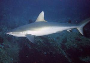 Requin