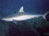 Requin